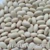 Sell White Kidney Bean Extract