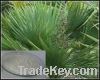 Sell Saw Palmetto Fruit Extract