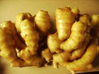Sell fresh  chinese  ginger
