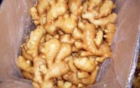 Sell  chinese fresh vegetable- ginger