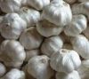 Sell fresh normal white garlic
