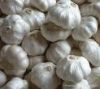 Sell fresh pure white garlic