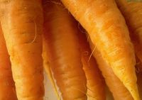 Sell chinese fresh carrot