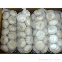 Sell :2011 Crop Fresh Garlic