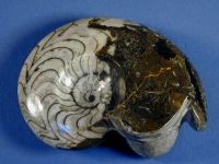 Sell Items of marble fossilised