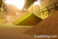 Soybean Meal