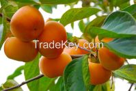 Sweet Persimmon fresh fruit