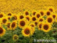 Export Refined Sunflower Oil | Pure Sunflower Oil Suppliers | Crude Sunflower Oil Exporters | Refined Sunflower Oil Traders | Raw Sunflower Oil Buyers | Pure Sunflower Oil Wholesalers | Low Price Sunflower Oil | Best Buy Sunflower Oil | Buy Sunflower Oil 