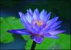 Sell Blue Lotus Extract