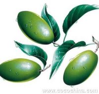 Olive leaf extract , Professional production, factory direct