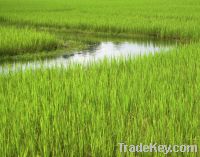 Sell rice contract farming