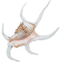 Chiragra spider conch