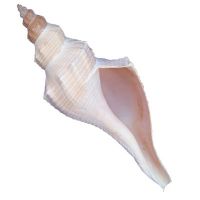Colossal false shell