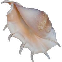 Milleped spider conch