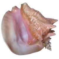 Pink conch
