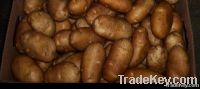 Potato@farm price