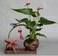 Ceramic Flower Pots  BS3075
