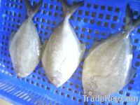 Sell Black Pomfret