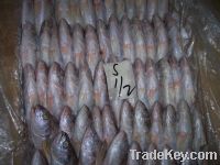 Sell Frozen Croaker Fish