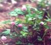 Sell Red Clover P . E .
