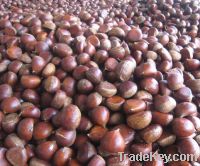 Sell Fresh Chestnut