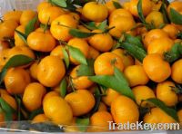 Sell Fresh Mandarin Orange