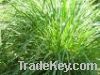 Sell Citronella oil