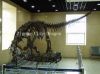 Museum Iguanodon dinosaur fossil exhibition