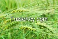 100% Pure Barley Malt extract in liquid