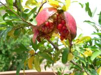 Fruit and Vegetables from Uzbekistan