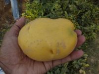 WE SELL FRESH POTATO WEIGHT 50G TO 200G UP AT VERY REASONABLE PRICE