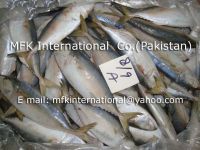 Indian Mackerel Pakistan