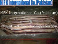 EEL Fish Pakistan