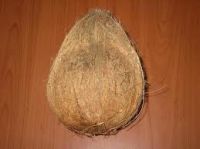 Sell coconut, semi husk coconut, fresh coconts.