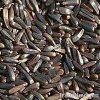 Sell NIGER SEEDS