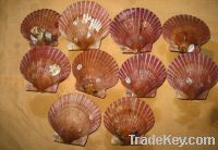 Sell seafood scallop/  pectinid frozen