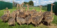 Ostrich chicks, ostrich eggs, ostrich egg shells *****