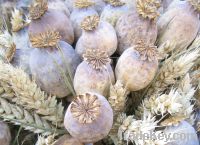 Buy dried poppy pods from North Quadrant Marketplace!