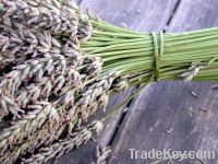 Buy dried lavender from North Quadrant Marketplace!