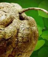 Sell Pueraria mirifica extract