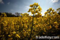 Sell Crude Degummed Rapeseed Oil