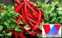 Sell Fresh/ frozen red chilli