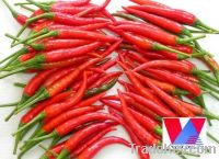 Sell Fresh/ frozen red chilli