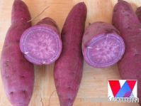 Sell Fresh/ frozen sweet potato