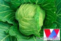 Sell Green Cabbages