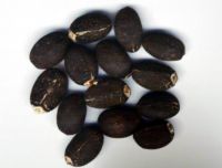 jatropha seeds,jatropha plant, castor seeds,pongamia seds Sell