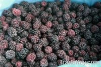Sell IQF Blackberries