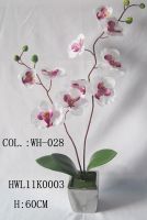 Sell  orchid in silver ceramic pot