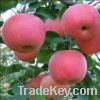 Sell fresh Fuji apple in carton