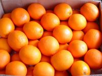 Sell Navel orange